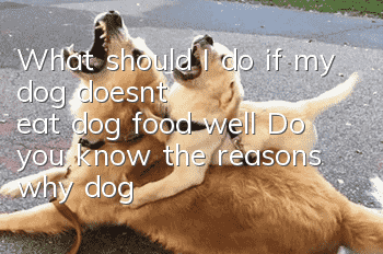 What should I do if my dog ​​doesn’t eat dog food well? Do you know the reasons why dogs are not well-behaved?