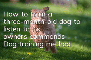 How to train a three-month-old dog to listen to its owner’s commands? Dog training methods!