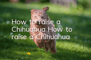 How to raise a Chihuahua? How to raise a Chihuahua?