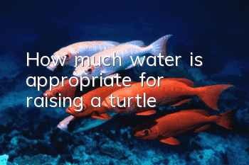 How much water is appropriate for raising a turtle?