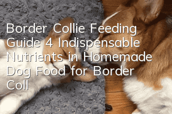 Border Collie Feeding Guide 4 Indispensable Nutrients in Homemade Dog Food for Border Collies