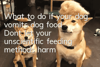 What to do if your dog vomits dog food? Don’t let your unscientific feeding methods harm your dog