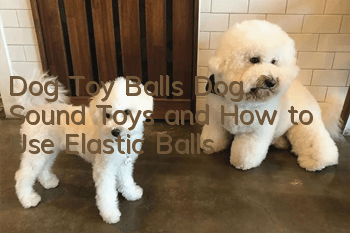 Dog Toy Balls Dog Sound Toys and How to Use Elastic Balls
