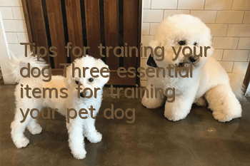 Tips for training your dog Three essential items for training your pet dog