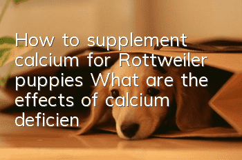 How to supplement calcium for Rottweiler puppies? What are the effects of calcium deficiency or too much calcium supplement?