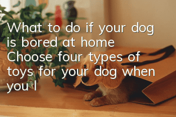 What to do if your dog is bored at home? Choose four types of toys for your dog when you leave him at home