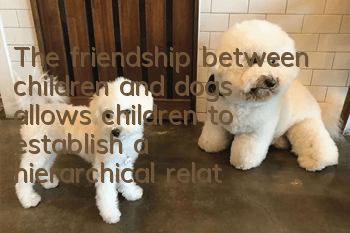The friendship between children and dogs allows children to establish a hierarchical relationship with pets