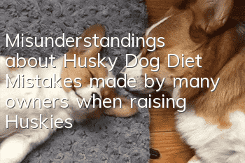 Misunderstandings about Husky Dog Diet Mistakes made by many owners when raising Huskies