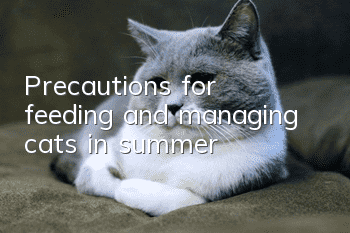 Precautions for feeding and managing cats in summer