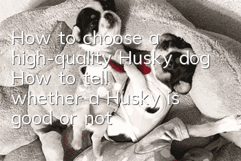 How to choose a high-quality Husky dog How to tell whether a Husky is good or not