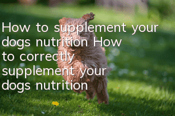 How to supplement your dog’s nutrition How to correctly supplement your dog’s nutrition needs