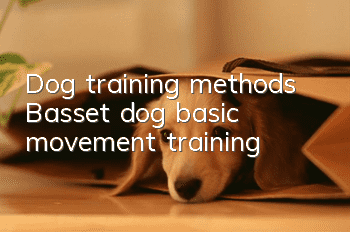 Dog training methods Basset dog basic movement training