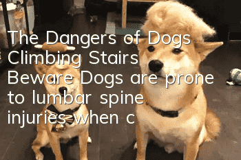 The Dangers of Dogs Climbing Stairs Beware: Dogs are prone to lumbar spine injuries when climbing stairs