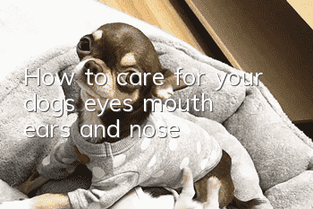 How to care for your dog’s eyes, mouth, ears and nose
