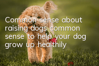 Common sense about raising dogs: common sense to help your dog grow up healthily