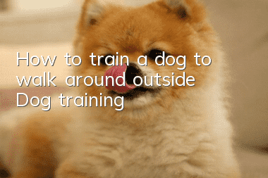 How to train a dog to walk around outside? Dog training!