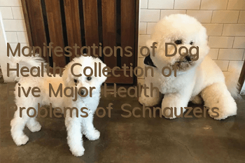 Manifestations of Dog Health: Collection of Five Major Health Problems of Schnauzers