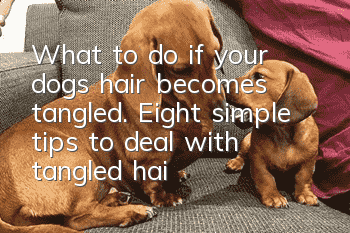 What to do if your dog’s hair becomes tangled. Eight simple tips to deal with tangled hair on your dog.