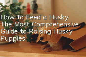 How to Feed a Husky The Most Comprehensive Guide to Raising Husky Puppies
