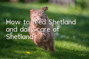 How to feed Shetland and daily care of Shetland