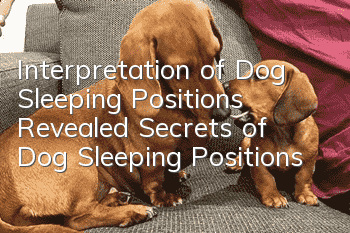 Interpretation of Dog Sleeping Positions Revealed Secrets of Dog Sleeping Positions