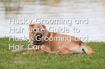 Husky Grooming and Hair Care Guide to Husky Grooming and Hair Care