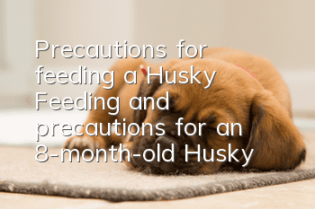 Precautions for feeding a Husky Feeding and precautions for an 8-month-old Husky