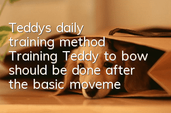 Teddy's daily training method: Training Teddy to bow should be done after the basic movements