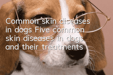 Common skin diseases in dogs Five common skin diseases in dogs and their treatments