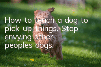 How to teach a dog to pick up things. Stop envying other people’s dogs.