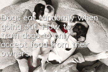 Dogs eat randomly when going out. How to train dogs to only accept food from their owners?