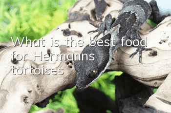 What is the best food for Hermann's tortoises?