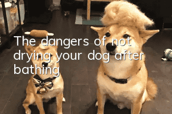 The dangers of not drying your dog after bathing