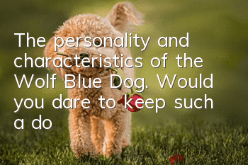 The personality and characteristics of the Wolf Blue Dog. Would you dare to keep such a dog?
