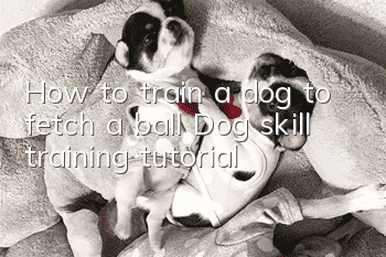 How to train a dog to fetch a ball Dog skill training tutorial