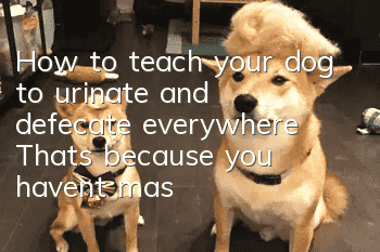 How to teach your dog to urinate and defecate everywhere? That’s because you haven’t mastered the training method.