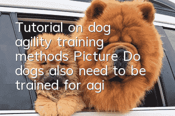 Tutorial on dog agility training methods [Picture] Do dogs also need to be trained for agility?