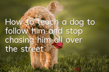 How to teach a dog to follow him and stop chasing him all over the street