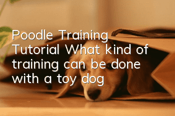 Poodle Training Tutorial What kind of training can be done with a toy dog?