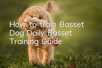How to train Basset Dog Daily Basset Training Guide