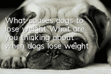 What causes dogs to lose weight? What are you thinking about when dogs lose weight?