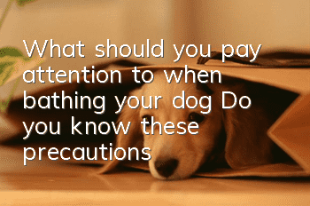 What should you pay attention to when bathing your dog? Do you know these precautions?