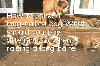 How to raise a long-haired dog? What should you pay attention to when raising a long-haired dog?