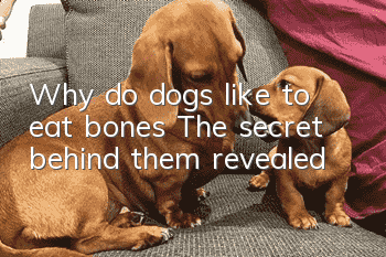 Why do dogs like to eat bones? The secret behind them revealed