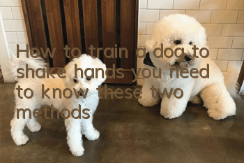 How to train a dog to shake hands: you need to know these two methods