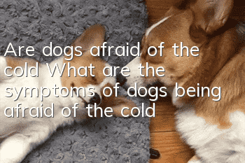 Are dogs afraid of the cold? What are the symptoms of dogs being afraid of the cold?