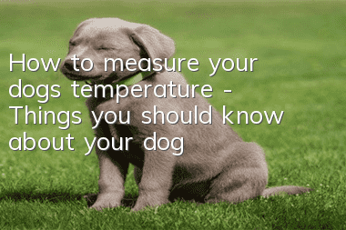 How to measure your dog’s temperature - Things you should know about your dog