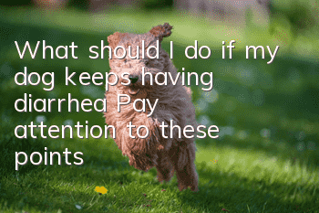 What should I do if my dog keeps having diarrhea? Pay attention to these points