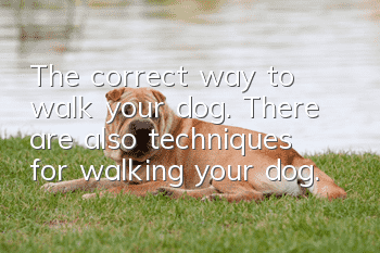 The correct way to walk your dog. There are also techniques for walking your dog.