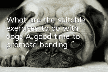 What are the suitable exercises to do with dogs? A good time to promote bonding